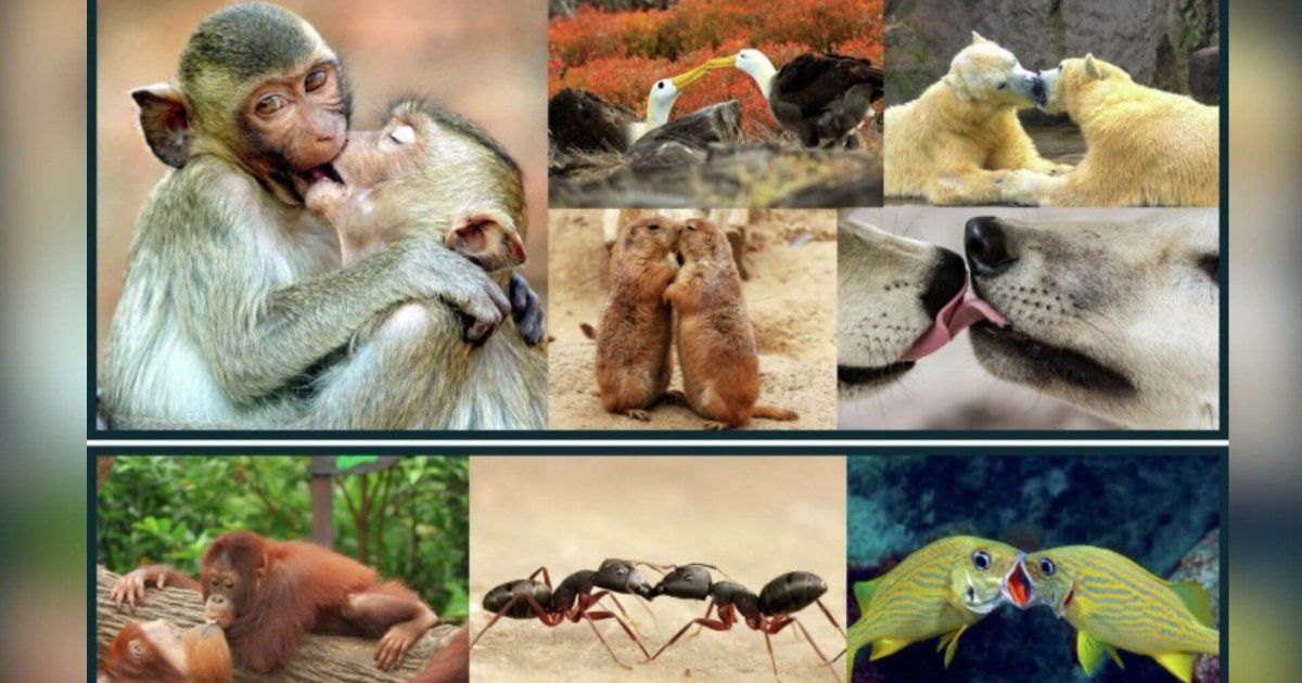 Besos: un legado de 20 millones de años de nuestros ancestros