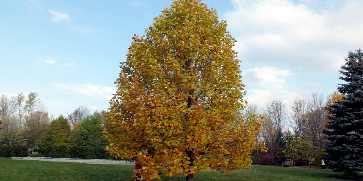 Liriodendron tulipifera: Transforma tu Jardín con Esplendor