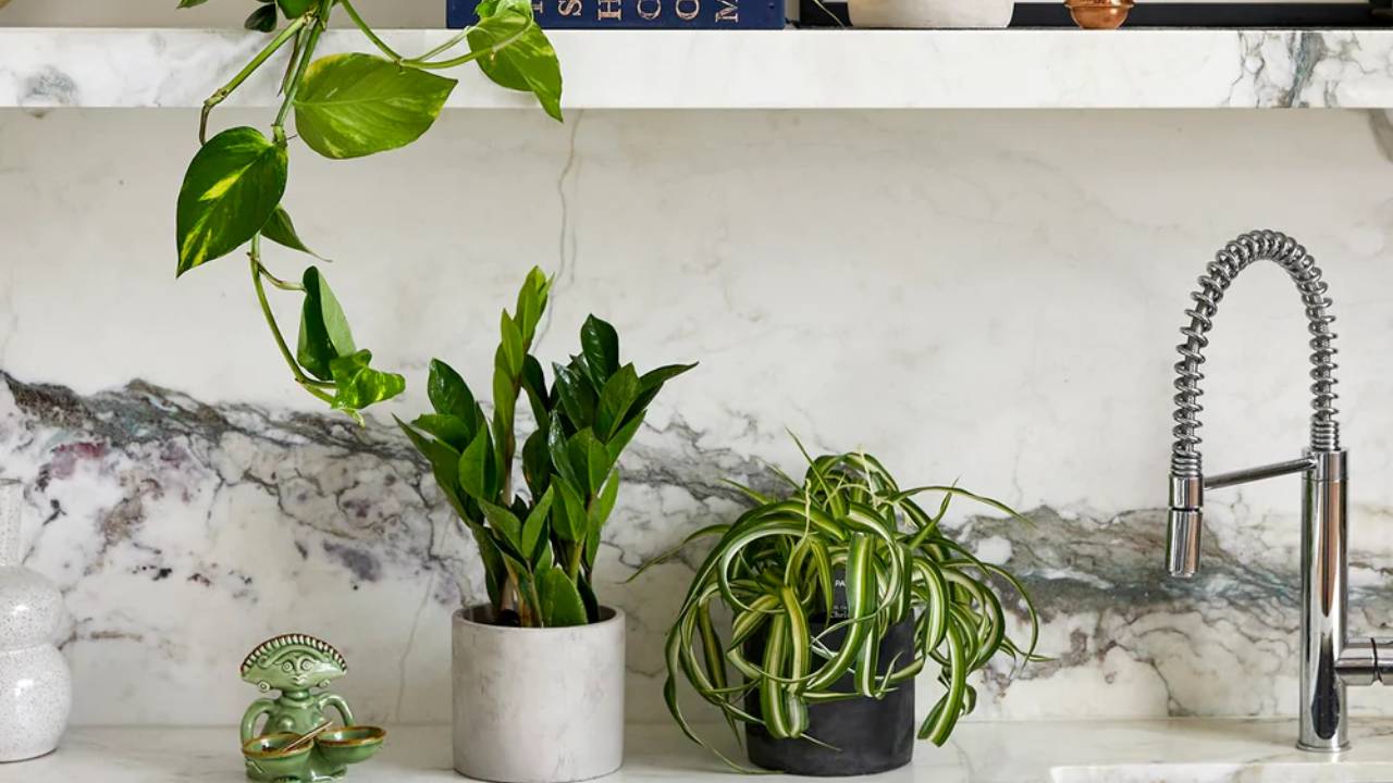 Plantas de interior ideales para embellecer tu cocina