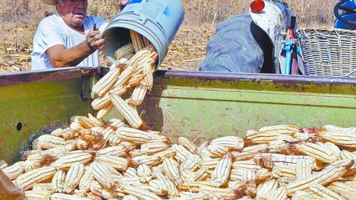 Secretaría de Agricultura destina 1,151 millones al campo mexicano