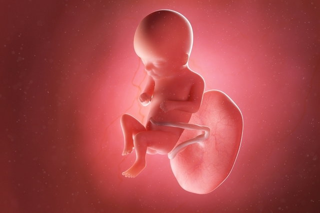 16 Semanas de Embarazo: Crecimiento del Bebé y Cambios en la Madre