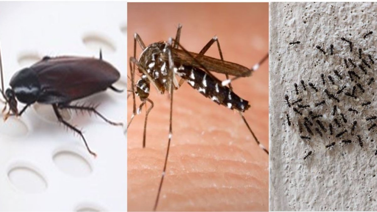 Insectos en casa: peligros ocultos y enfermedades que transmiten