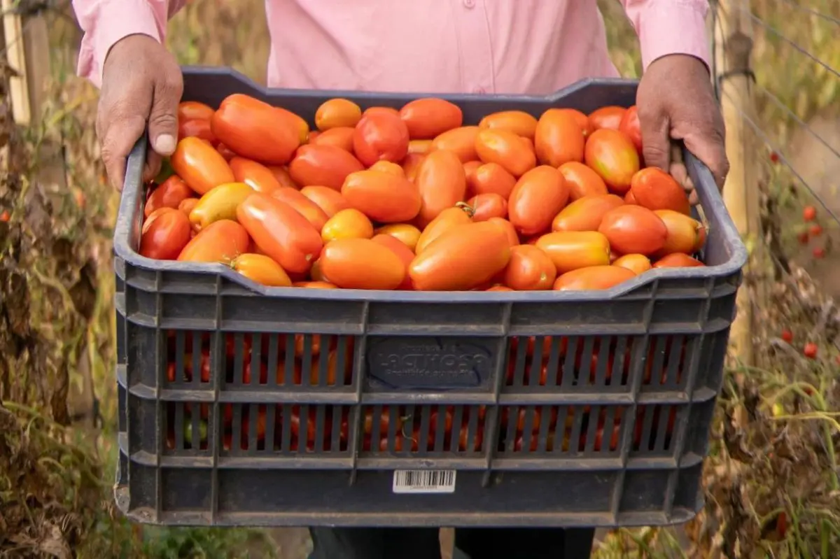 Jitomate: Precios superan los 60 pesos por kilogramo