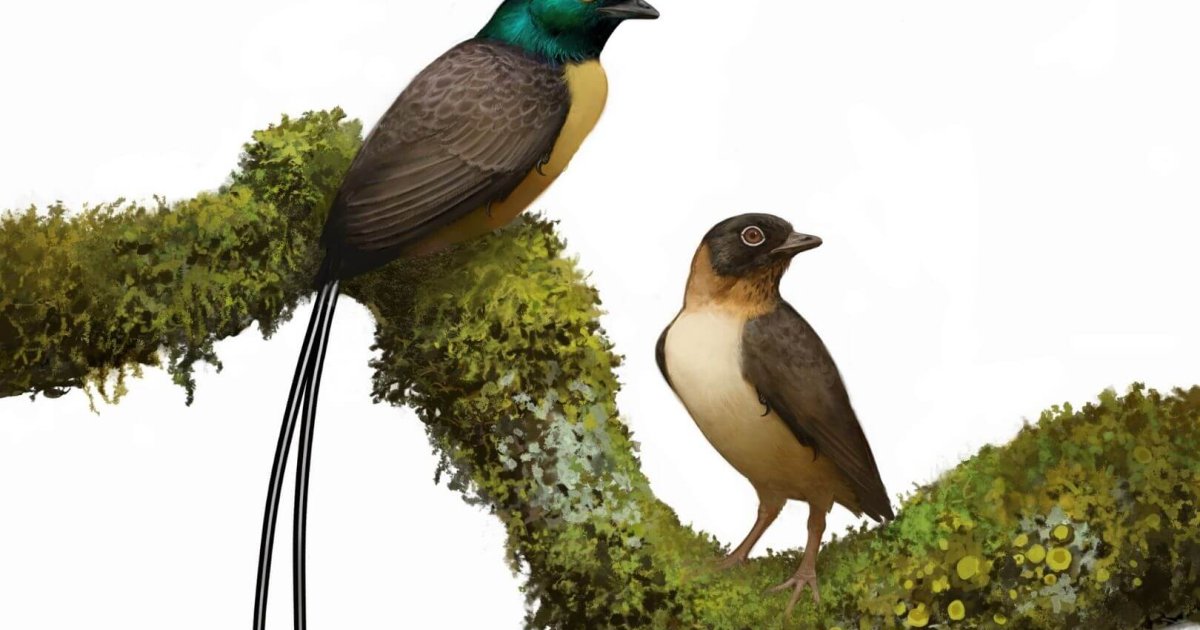 Aves primitivas: sacrificaban vuelo por colas impresionantes hace 121M años