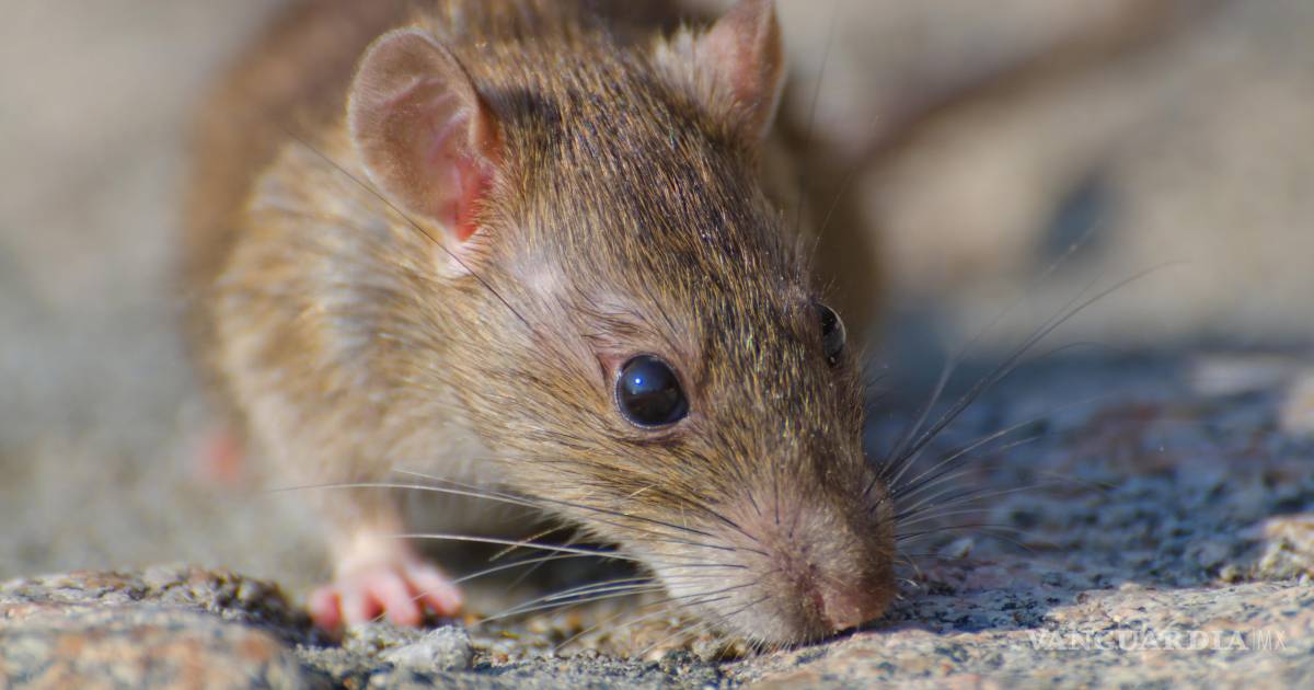 Hantavirus en humanos: riesgos y consecuencias que debes conocer