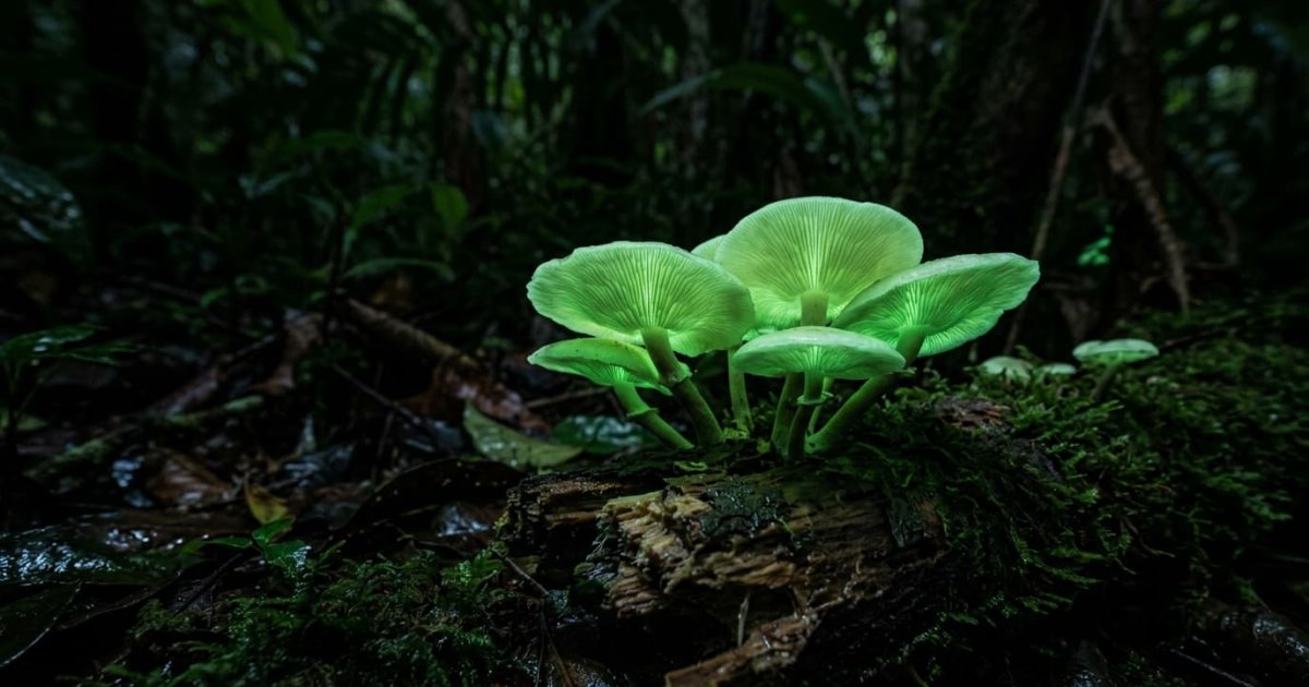 Hongos bioluminiscentes: su sorprendente reciclaje de luz milenario