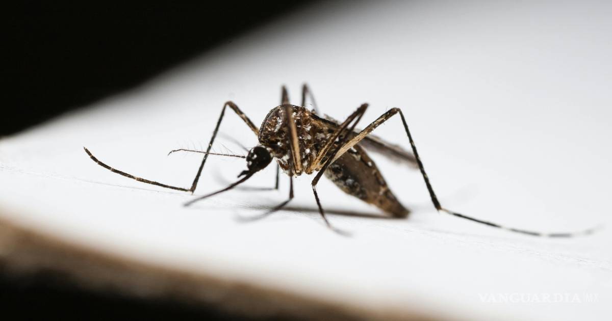 Mantén tu hogar libre de mosquitos: consejos efectivos y naturales