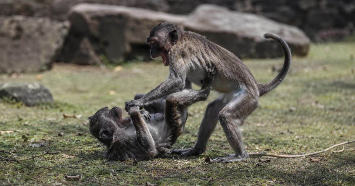 Primates: Sociedades autoritarias afectan su conducta vital para sobrevivir