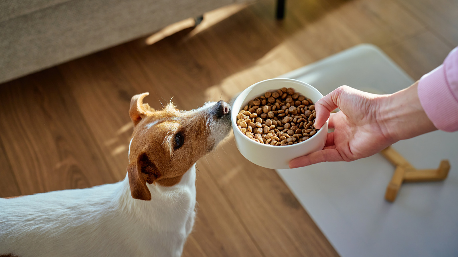 Top 10 Amazon Gadgets Every Dog Lover Needs Now!