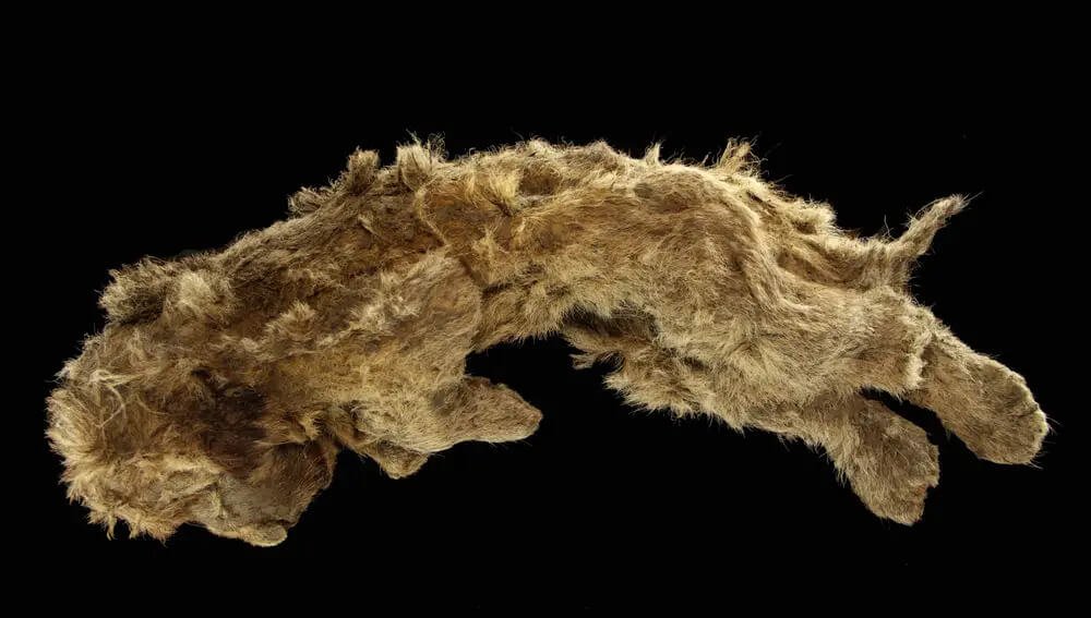 León de las cavernas: ¿era realmente un león o otra especie?