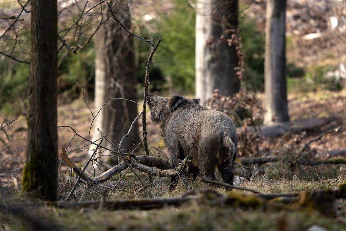 Seguimiento exhaustivo de la salud de la fauna asturiana