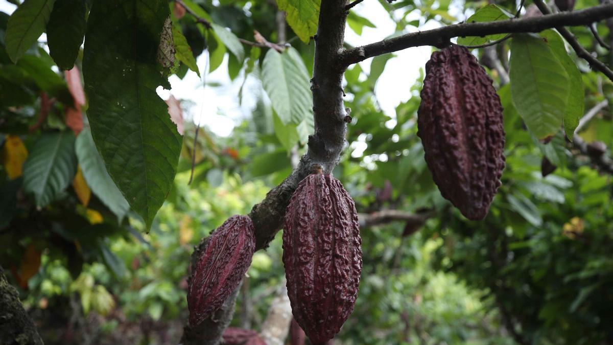 Cacao, café y azúcar: ¿Por qué subirán los precios de la compra?