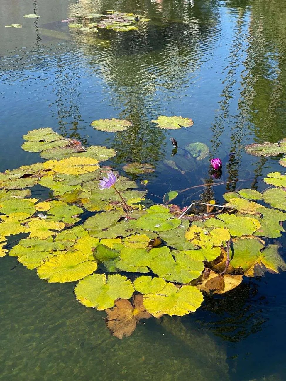 Cold Water in Ponds: Why It’s Crucial for Healthy Ecosystems