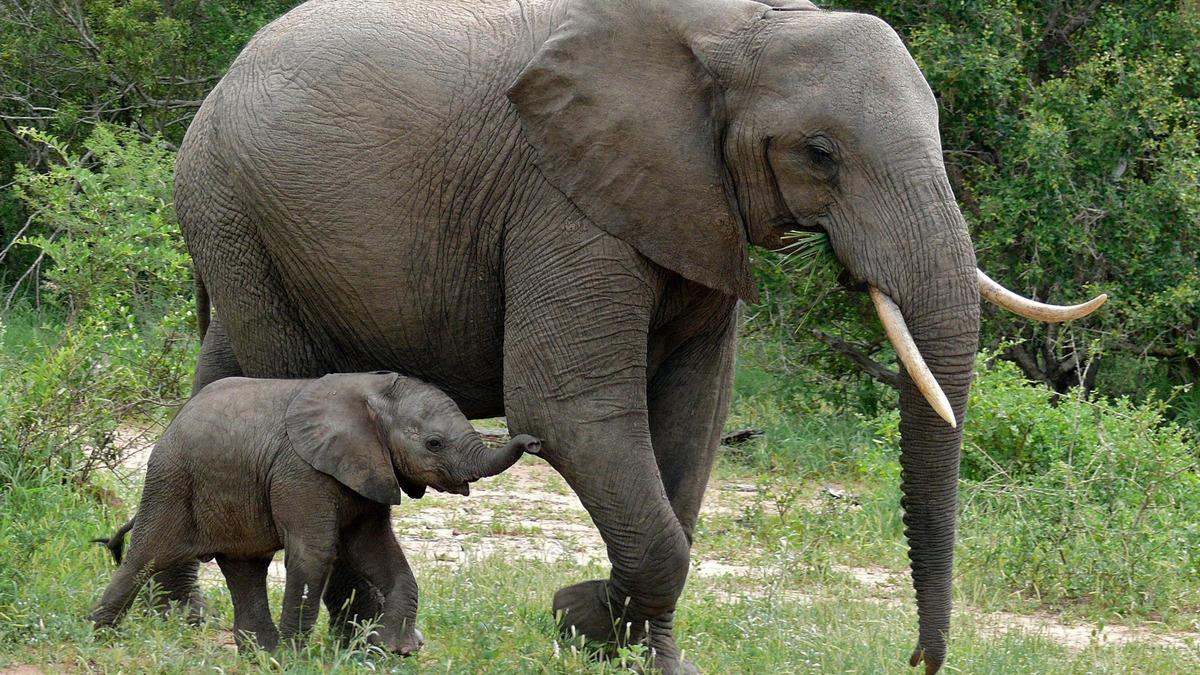 Elefanta ‘Zambi’ fallece tras pelea en Parque de Cabárceno, Cantabria