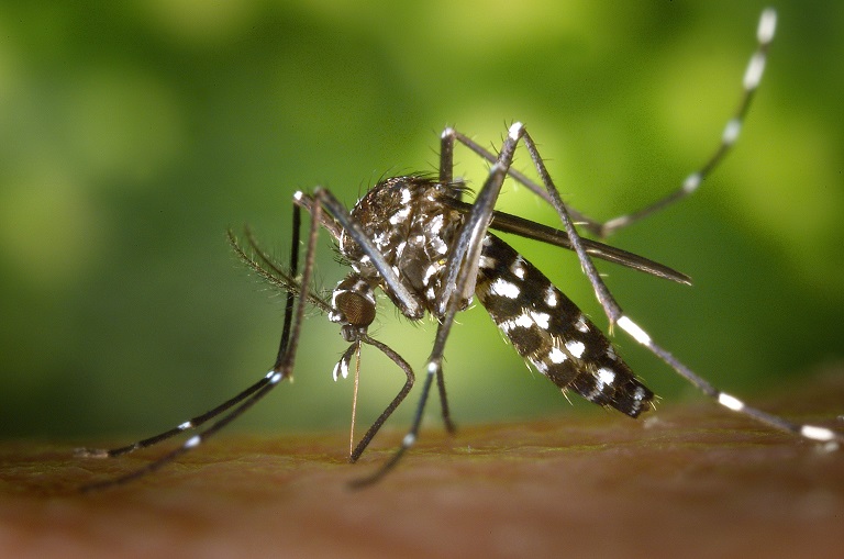 First Mosquito Batch of the Season Tests Positive for West Nile Virus