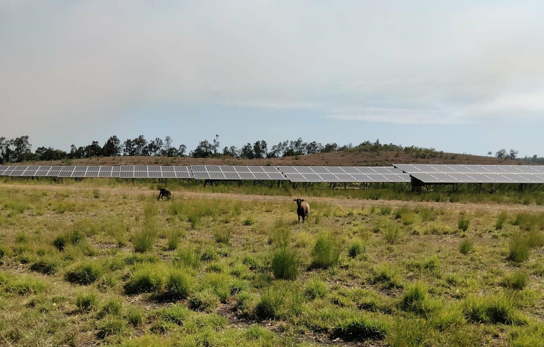Ganadería y Energía Solar: Un Equilibrio Sostenible y Eficiente