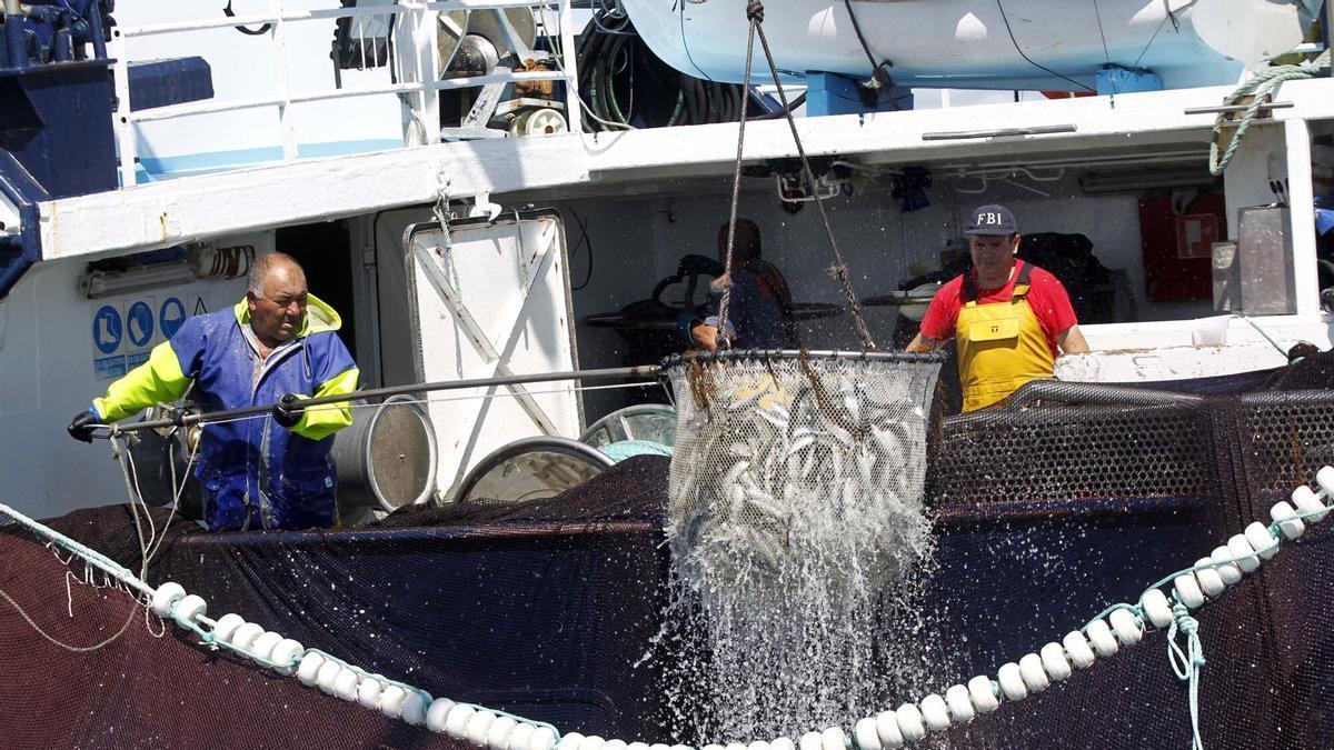 Sardina: De colapso a modelo europeo en gestión sostenible