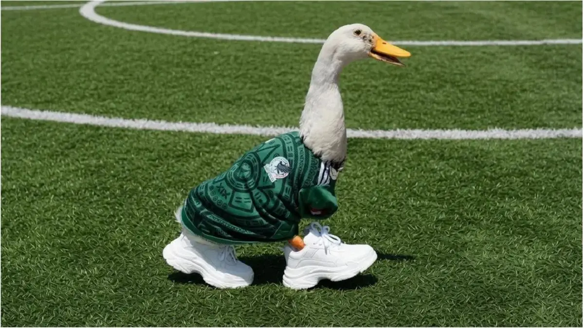 Tenis oficiales de Pato Merlín: precios y puntos de venta
