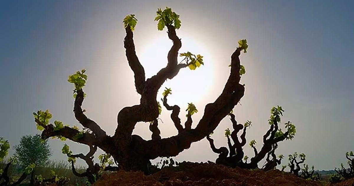 ¿Por qué el vino no es rentable en la actualidad?
