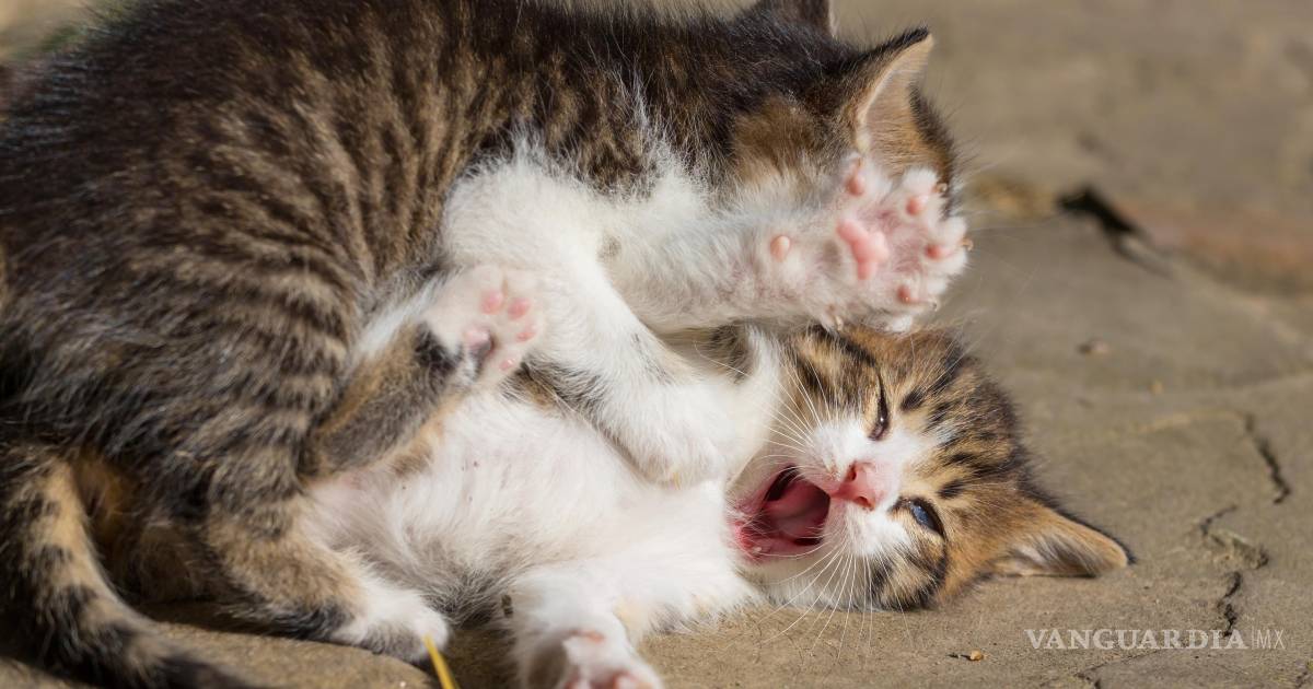 ¿Tu gato se comporta bien? Descubre la verdad oculta aquí