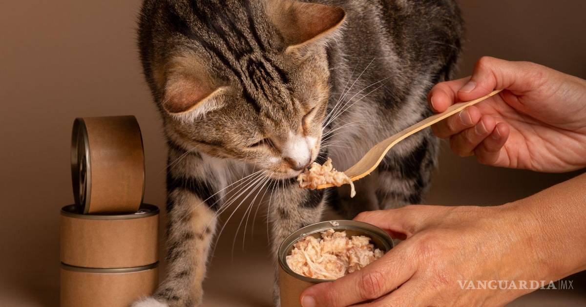 Alimento húmedo: El mejor según Profeco para tu mascota