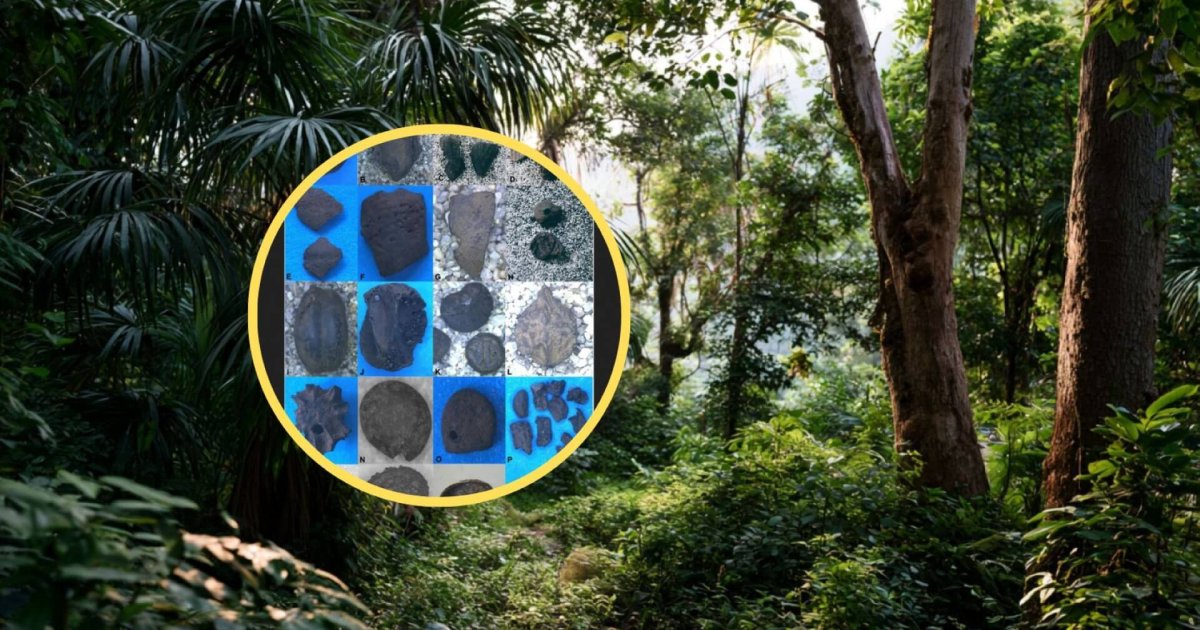 Botiquín de plantas medicinales de la Amazonia: 7.800 años de historia