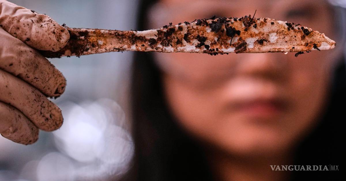 CJ Biomaterials: Plásticos biodegradables innovadores de azúcar