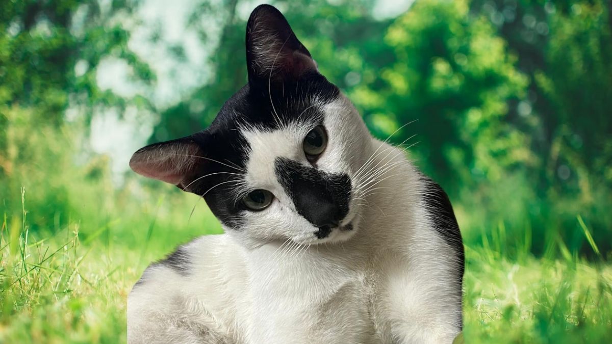 Día Internacional del Gato: consejos para una tenencia responsable de felinos