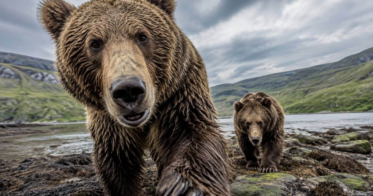 Huesos prehistóricos en Irlanda: ¡La vaca de Kerry era un oso y jabalí!