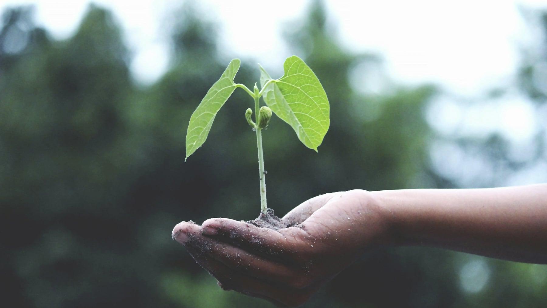 Reforestación masiva: ¿una solución sostenible o un riesgo?