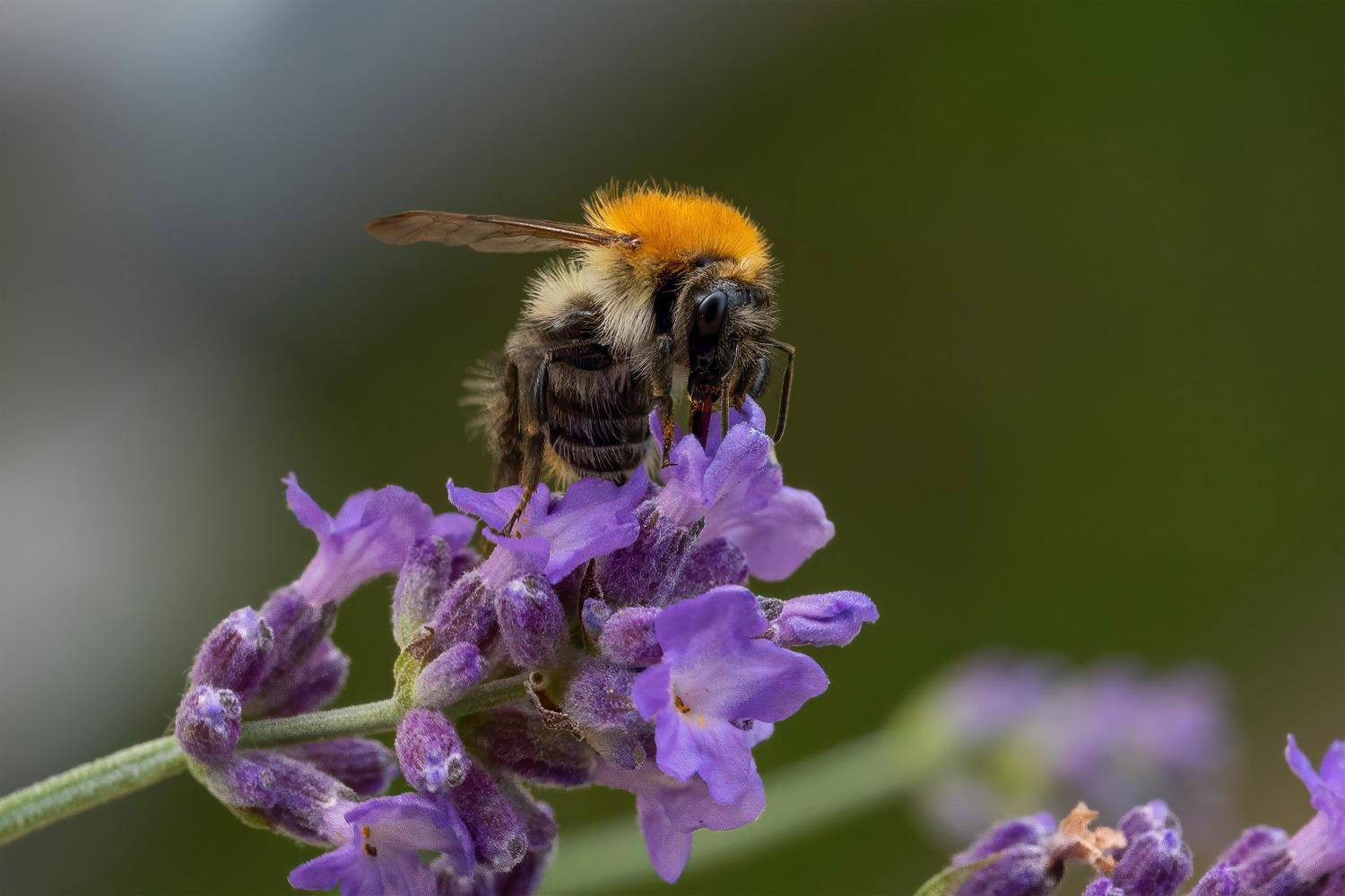Abejas silvestres: descubre su diversidad en Doñana