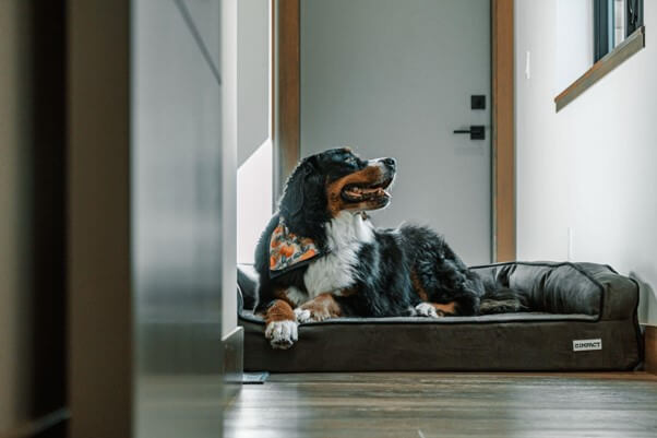 Cama ideal para tu mascota: consejos para elegir la mejor opción