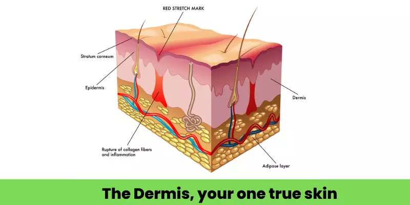 Dermis Functions: 5 Essential Roles for Healthy Skin