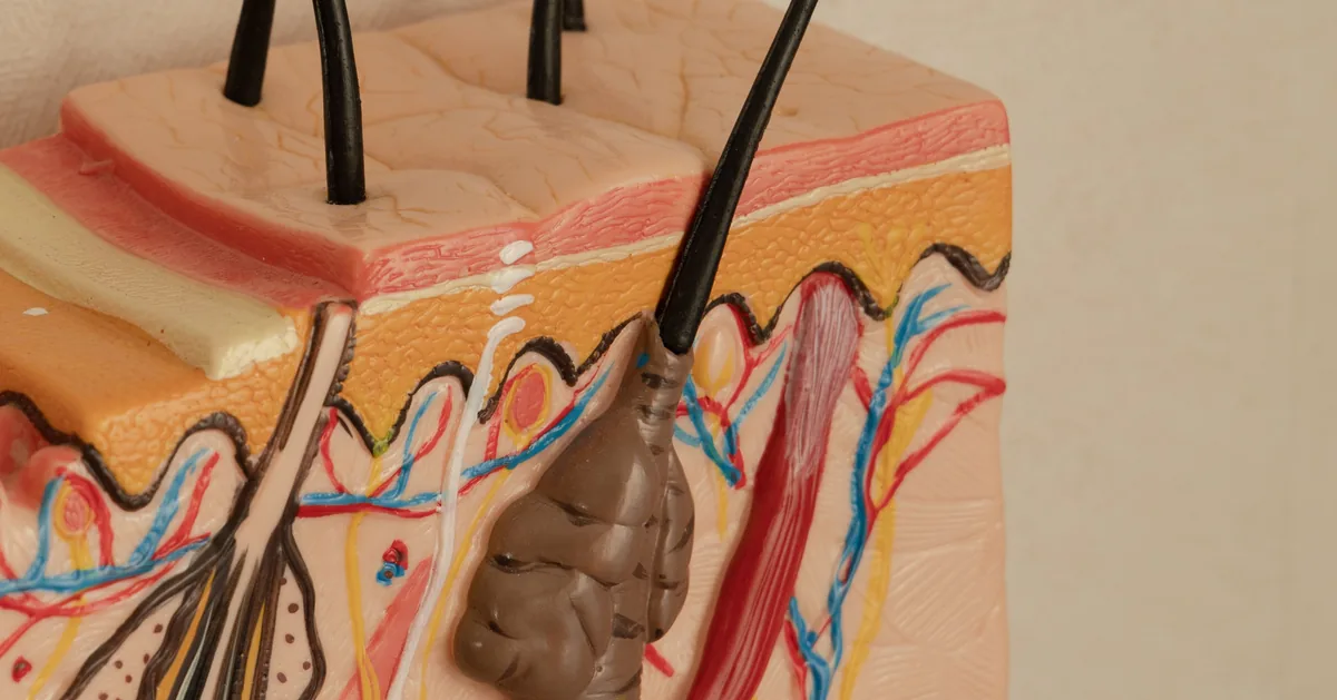 Epidermis Function: Discover the Role of Your Skin’s Top Layer
