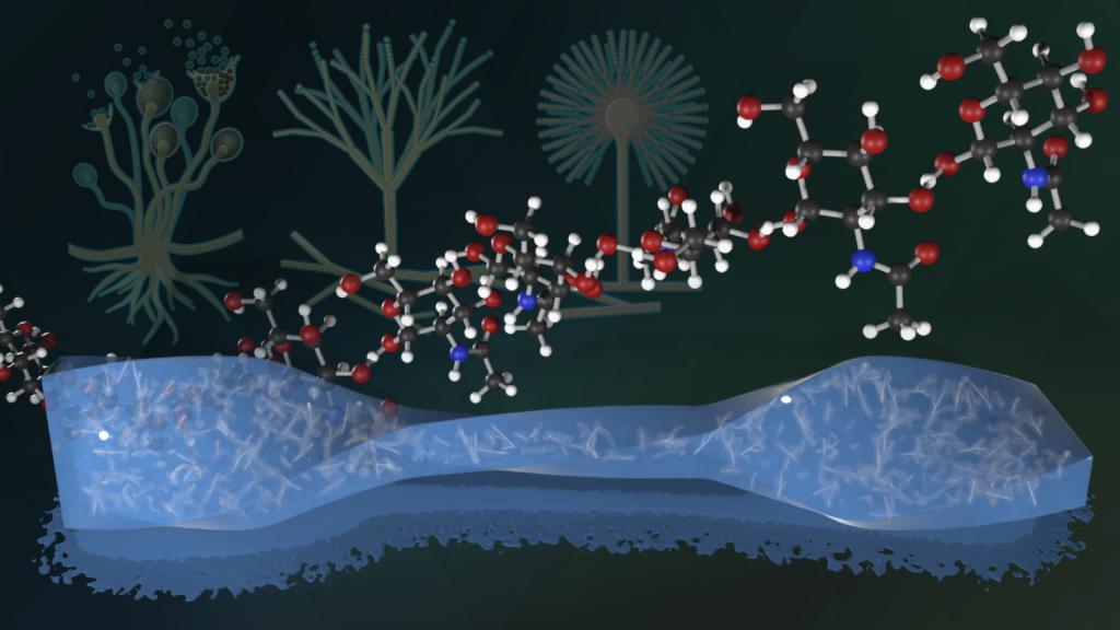 Fungi Boost Hydrogels for Enhanced Strength and Safety