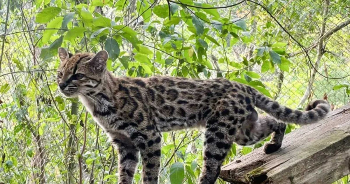 Nuevo gato salvaje: el sorprendente hallazgo científico