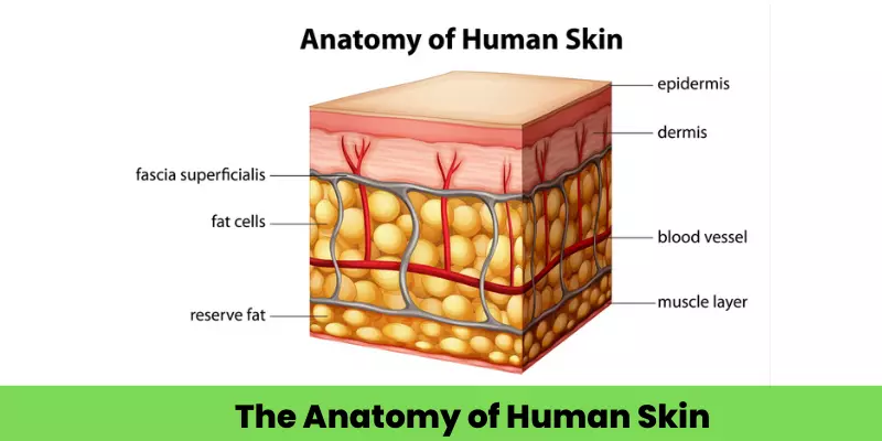 Skin Anatomy and Physiology: Insights for Clinicians