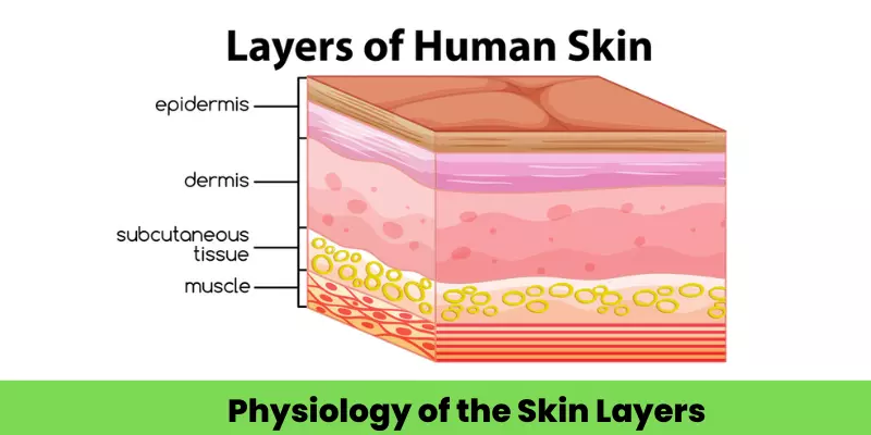Understanding the 3 Skin Layers: Insights from a Skin Clinician