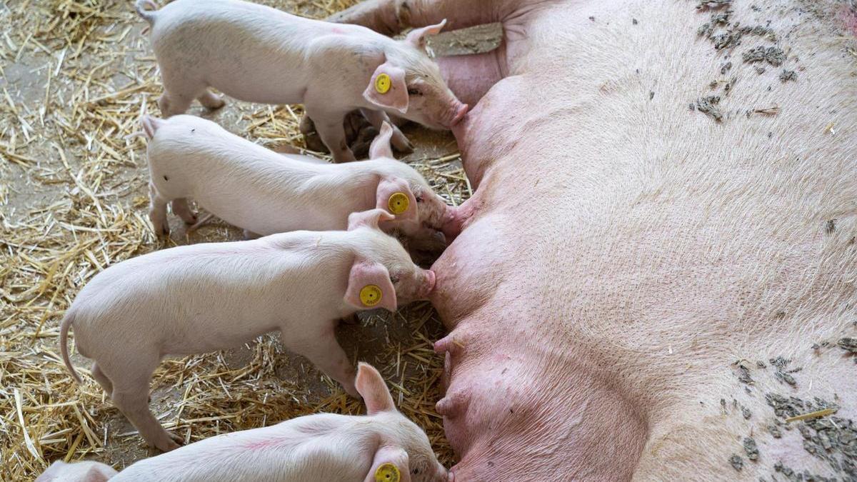 Complejos vitamínicos y apps: granjas ibéricas se modernizan