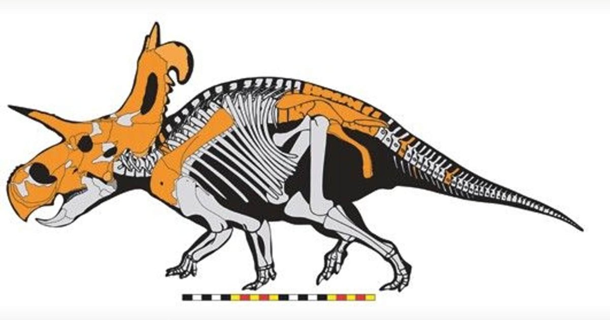 Lokiceratops: el dinosaurio de cuernos afilados que impresionaba