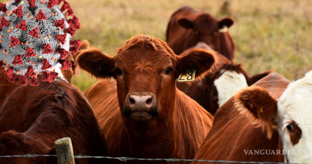 Virus Shamonda: ¿Llegará a México tras primer caso en Francia?